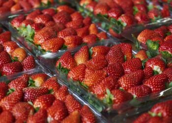 “الزراعة” تعلن فتح السوق الأوزبكي أمام صادرات مصر من الفراولة الطازجة