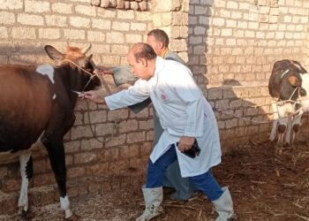 الزراعة” تطلق حملة استثنائية لتحصين الثروة الحيوانية ضد الحمى القلاعية والوادي المتصدع
