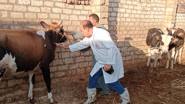 الزراعة” تطلق حملة استثنائية لتحصين الثروة الحيوانية ضد الحمى القلاعية والوادي المتصدع