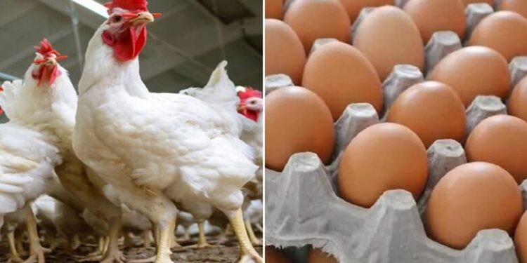 أسعار الدواجن والبيض في مصر اليوم الأحد