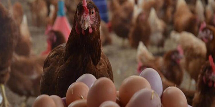 أسعار الدواجن والبيض في مصر اليوم الخميس