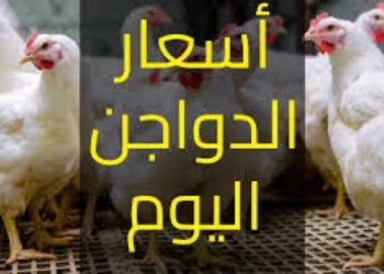 سعر الدواجن اليوم الإثنين في الأسواق