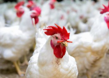 سعر الدواجن اليوم الأحد في الأسواق