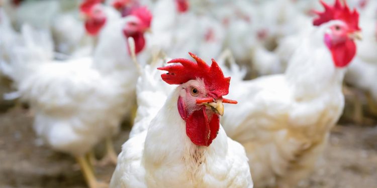 سعر الدواجن اليوم الأحد في الأسواق