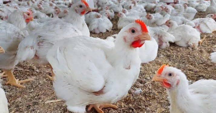 سعر الدواجن اليوم الأحد في الأسواق