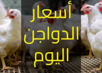 سعر الدواجن اليوم الاربعاء في الأسواق
