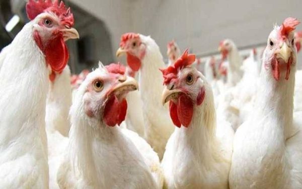 سعر الدواجن اليوم الإثنين في الأسواق