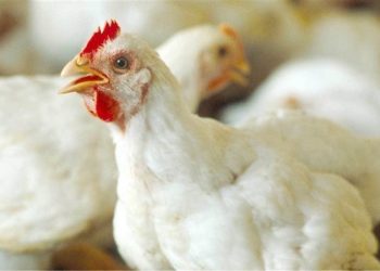 سعر الدواجن اليوم الخميس في الأسواق