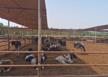 الزراعة: رعاية تناسلية لـ38 ألف رأس ماشية وتلقيح اصطناعي لأكثر من 41 ألفًا خلال يوليو