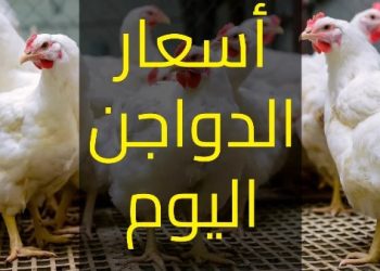 سعر الدواجن اليوم الخميس في الأسواق