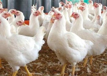 سعر الدواجن اليوم الأربعاء 23 سبتمبر في الأسواق