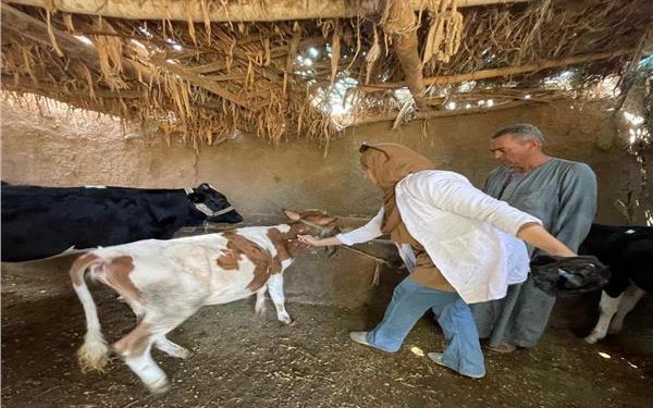 «الزراعة»: 6.8 مليون جرعة تحصينية للماشية ضد «الحمى القلاعية» و«الوادي المتصدع» منذ انطلاق الحملة