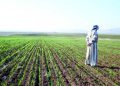 “الزراعة” تستعرض جهودها في دعم المزارعين وتحقيق الأمن الغذائي خلال الاسبوع الثالث من سبتمبر الجاري