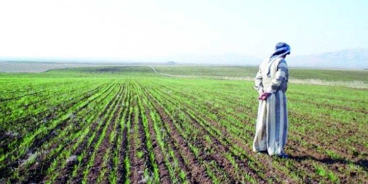 “الزراعة” تستعرض جهودها في دعم المزارعين وتحقيق الأمن الغذائي خلال الاسبوع الثالث من سبتمبر الجاري