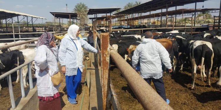 «الزراعة»: تحصين أكثر من مليوني رأس ماشية ضمن الحملة القومية ضد الحمى القلاعية وحمى الوادي المتصدع