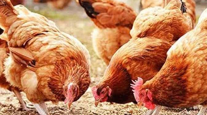 سعر الدواجن اليوم الإثنين 14  سبتمبر في الأسواق
