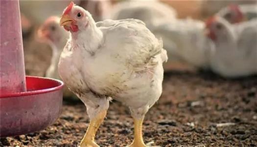 سعر الدواجن اليوم الجمعة 18 سبتمبر في الأسواق