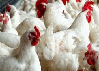 سعر الدواجن اليوم السبت 12 سبتمبر في الأسواق