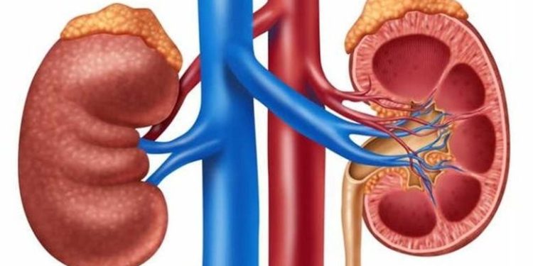 علامات تكشف ضعف كفاءة الكلى.. متى تحتاج إلى الفحص؟