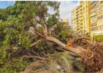 حقيقة التصريحات المنسوبة لوزيرة التنمية المحلية والبيئة بشأن قطع الأشجار غير صحيحة ومضللة