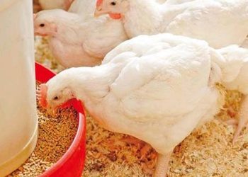 سعر الدواجن اليوم الأحد في الأسواق