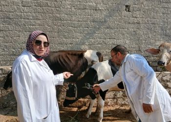 «الزراعة»: تحصين أكثر من 4.3 مليون رأس ماشية ضد الحمى القلاعية والوادي المتصدع ضمن الحملة القومية