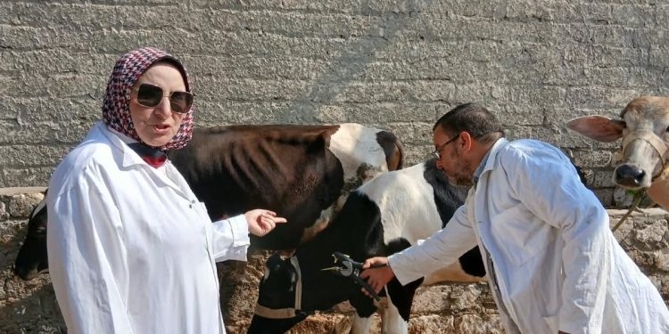 «الزراعة»: تحصين أكثر من 4.3 مليون رأس ماشية ضد الحمى القلاعية والوادي المتصدع ضمن الحملة القومية