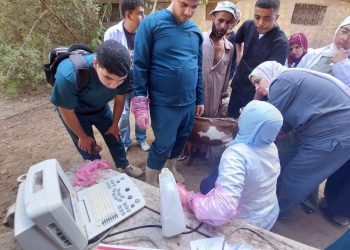 «الزراعة» تقدم خدمات الرعاية التناسلية لأكثر من 42 ألف رأس ماشية والتلقيح الاصطناعي لنحو 46 ألف رأس خلال سبتمبر