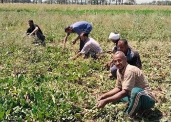 “الزراعة” تستعرض جهودها في دعم المزارعين وتحقيق الأمن الغذائي خلال الاسبوع الرابع من اكتوبر الجاري