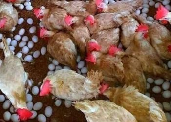 سعر الدواجن اليوم الثلاثاء 13 أكتوبر في الأسواق