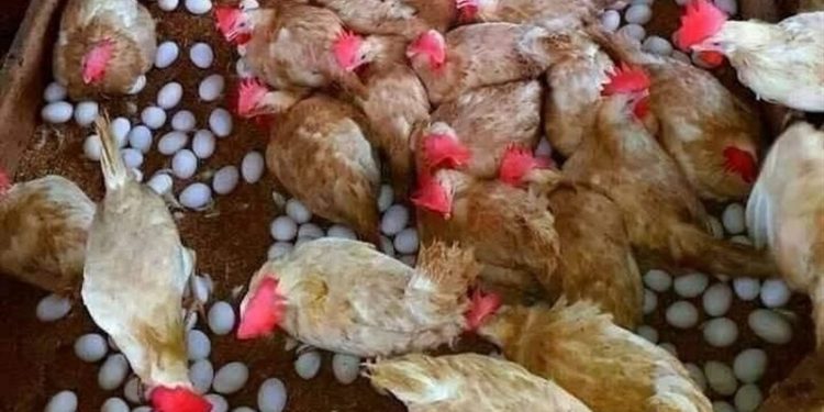 سعر الدواجن اليوم الثلاثاء 13 أكتوبر في الأسواق