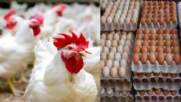 سعر الدواجن اليوم الجمعة 9 أكتوبر في الأسواق